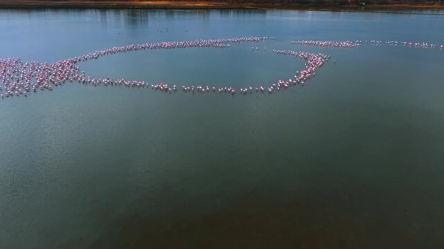 Overhead view of flamingos forming curved pattern on lake. Pink flock in arc shape on dark teal water, autumn shoreline visible.