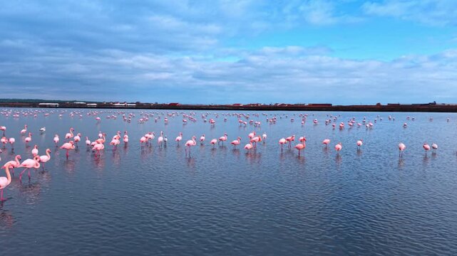Flamingos wading in line across blue salt lake. Pink birds with reflections, rural structures and partly cloudy sky in background.