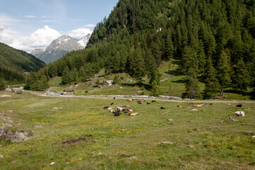 Fototapeta premium Cows resting in an alpine pasture