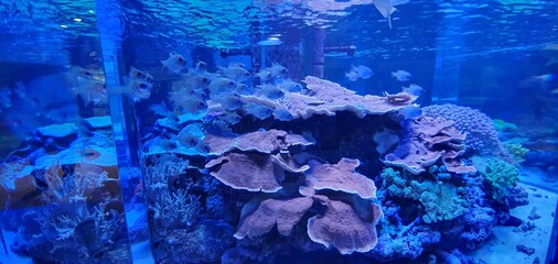 Beautiful coral reef tank filled with small tropical fishes in public aquarium © kimmelb