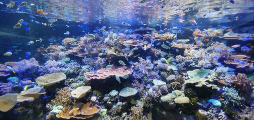 Vibrant coral reef community with diverse tropical fishes swimming in clear water © kimmelb
