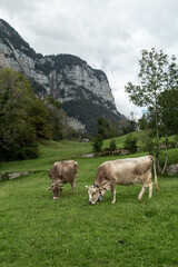 Fototapeta premium Herd of cows grazing in the alpine meadow