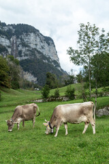 Fototapeta premium Herd of cows grazing in the alpine meadow