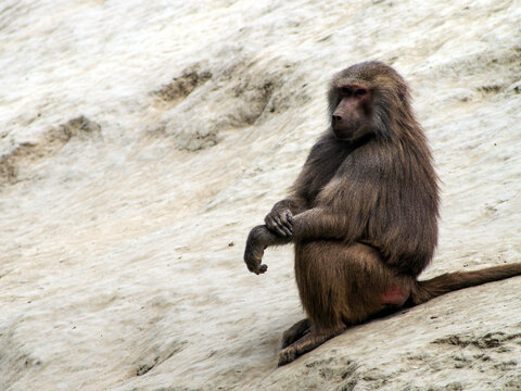 A baboon sitting calmly on a large rock with a thoughtful and relaxed expression. The image captures the animal in its natural rocky environment, highlighting its fur texture and characteristic face. 