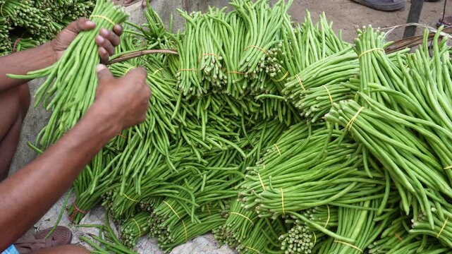 Fresh yardlong beans bundled for market
