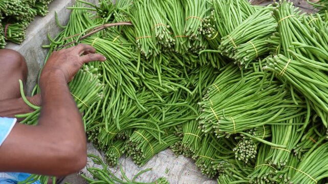 Yardlong beans bundled fresh for market sale