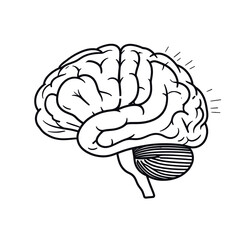 Fototapeta premium A simplified illustration of a human brain with radiating lines