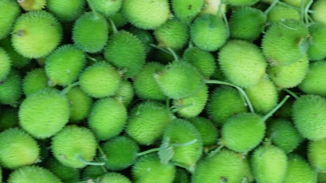 Spiny gourd pile in market fresh vegetable sale