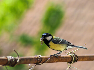 Obraz premium A beautiful Great Tit (Parus major) perched on a bar, holding a caterpillar in its beak. This expressive image captures a natural feeding moment of this common European songbird in bright natural lig