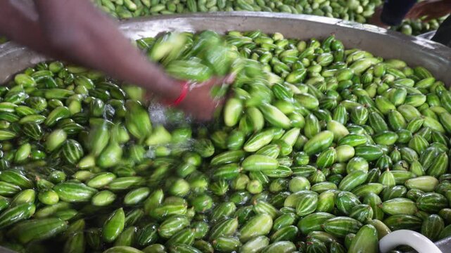 Fresh pointed gourds being washed for sale