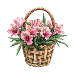 Obraz premium Alstroemeria Flower Basket, elegant watercolor vector illustration, isolated on a white background.