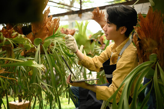 Young Asian Garden Owner Caring for Staghorn Fern Plants While Using Digital Tablet in Nursery