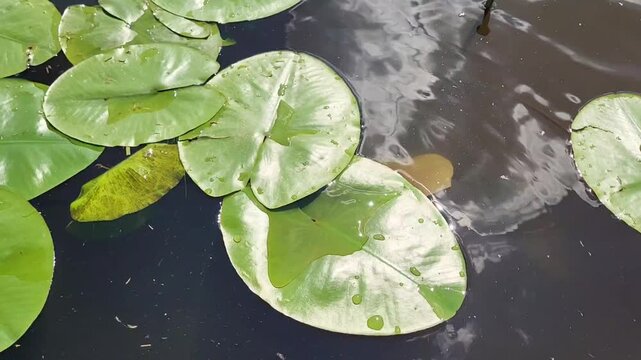 Sun glare on a calm river among floating water lily leaves, freshwater habitat. Wildlife video.