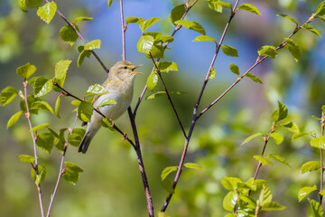 Obraz premium Willow warbler, Phylloscopus trochilus, sitting in a birch tree
