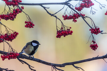 Great tit, Parus major sitting in a Rowan tree © Mats