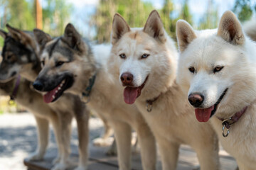 Three husky dogs stand together outdoors on bright day with one white dog in foreground and two darker dogs behind showing faces and open mouths © Egor Lint