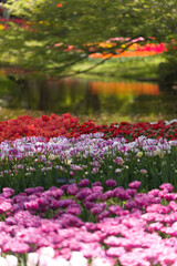 Fototapeta premium 東京都にある公園のチューリップ