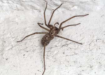 Brązowy pająk kątnik domowy (Eratigena domestica) na jasnej, chropowatej ścianie. Makrofotografia owada w zbliżeniu, idealna do banków zdjęć o tematyce przyrodniczej i domowej. © Henryk Niestrój