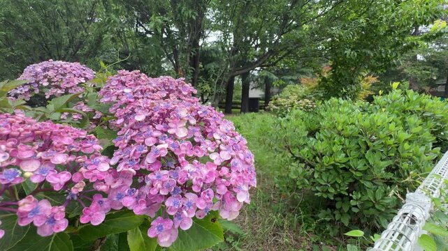 丸い花びらが密集して可愛らしく咲くピンク色のポップコーンあじさい