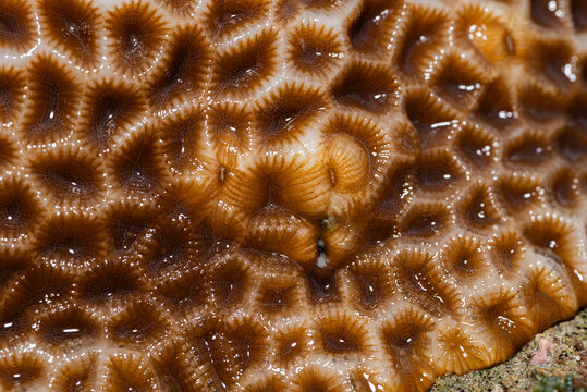 Close-up of a stony coral, most likely a species of Diploastrea heliopora or brain coral (Favia favus), found in shallow tropical waters.