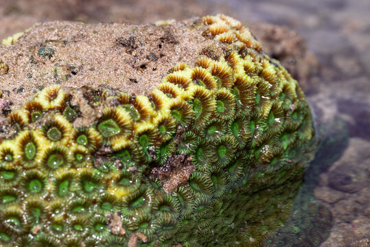 Close-up of a stony coral, most likely a species of Diploastrea heliopora or brain coral (Favia favus), found in shallow tropical waters.