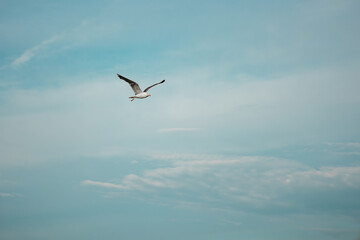 Obraz premium Distant Seagull Flying Across Cloudy Blue Sky