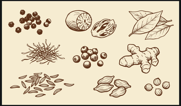 Vintage spice and herb illustration with pepper nutmeg saffron ginger cumin cardamom and coriander in detailed culinary style