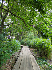 Fototapeta premium Wooden Boardwalk Through a Green Tunnel Lined with Blooming Hydrangea, Vertical Path Scene