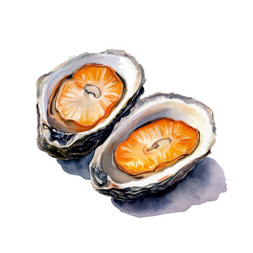 Oleaster Sliced, artistic watercolor illustration vector, isolated on a white background.