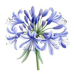 Fototapeta premium Agapanthus Flower, realistic watercolor illustration vector, isolated on a white background.