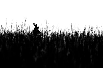 Rehwild (Capreolus capreolus) als Silhouette, Rehbock Scherenschnitt im hohen Gras vor weißem Hintergrund © Christian