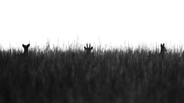Rehwild (Capreolus capreolus) als Silhouette, Rehbock Scherenschnitt im hohen Gras vor wei&szlig;em Hintergrund
