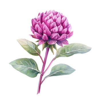 Watercolor illustration vector of Globe Amaranth Flower, isolated on a clean white background.