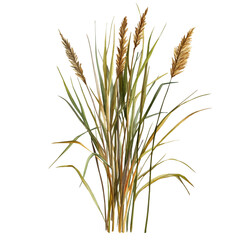 Fototapeta premium Hand-drawn watercolor artwork of Reed, vector, isolated on a white background.