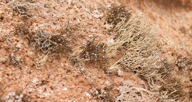 Biota of Gran Canaria - Orchilla Lichen, Roccella canariensis, Historically Harvested for Royal Purple Textile Dye
