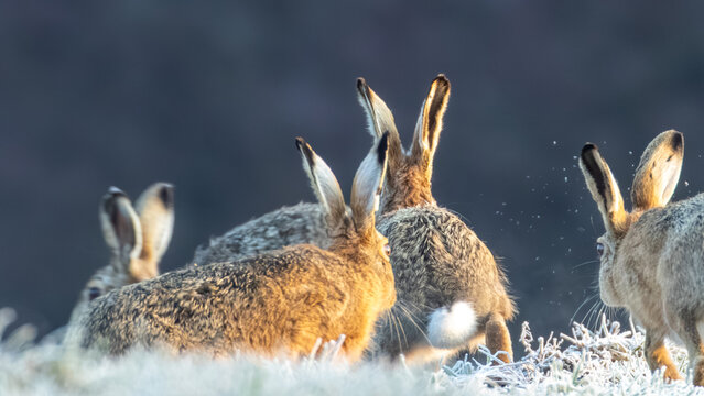 Feldhase (Lepus europaeus) am kalten Morgen, sichtbarer Atemhauch und Raureif in freier Natur
