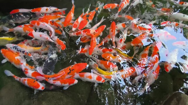 Colorful koi fish swim in a group in the clear pond water with light reflections.