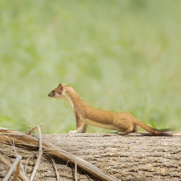 Hermelin (Mustela erminea) in freier Natur, flinkes Raubtier im nat&uuml;rlichen Lebensraum