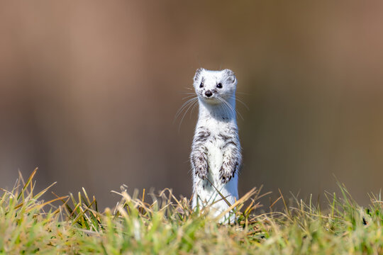 Hermelin (Mustela erminea) in freier Natur, flinkes Raubtier im nat&uuml;rlichen Lebensraum