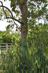 Fototapeta premium Close up of mediterranean carob tree trunk and rosemary herb bush