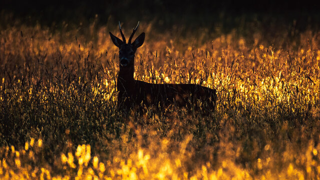 Rehbock (Capreolus capreolus) im warmen Gegenlicht, majest&auml;tischer Wildbock in der goldenen Stunde