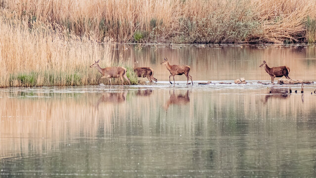 Rotwild (Cervus elaphus) im Wasser, eine Herde Rothirsche durchquert ein nat&uuml;rliches Gew&auml;sser