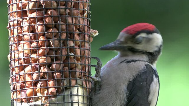 Great Spotted Woodpecker (Dendrocopos major) juvenile pecking at peanuts in a garden bird feeder. June, Kent, UK [Half speed] 