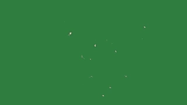 Spots small hole in outline some the middle isolated on green screen background