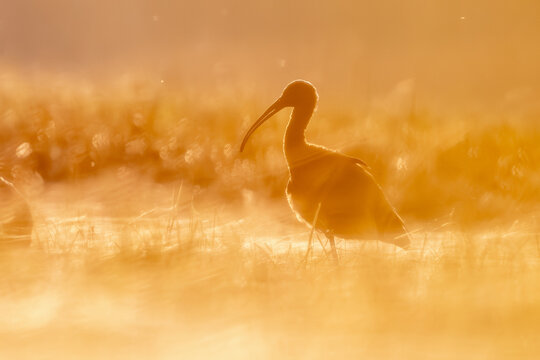 Glossy ibis standing in shallow water at golden sunrise, close-up majestic wildlife photography / Brauner Sichler steht im flachen Wasser bei goldenem Sonnenaufgang, Naturfotografie im Gegenlicht mit 