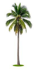 Fototapeta premium A tall palm tree with green leaves on a small patch of grass