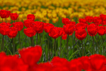 Obraz premium Tulips, Canada, Laval