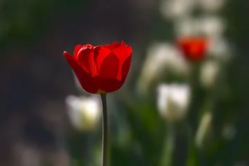 Tulips, Canada, Laval © Anupam