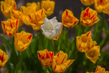 Tulips, Canada, Laval © Anupam
