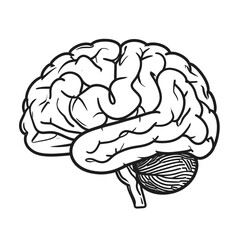 Fototapeta premium A detailed line drawing of a human brain with cerebellum